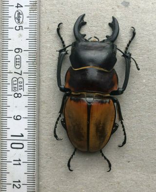 Lucanidae,  Odontolabis Lowei,  N.  - Borneo,  Giant,  63 Mm