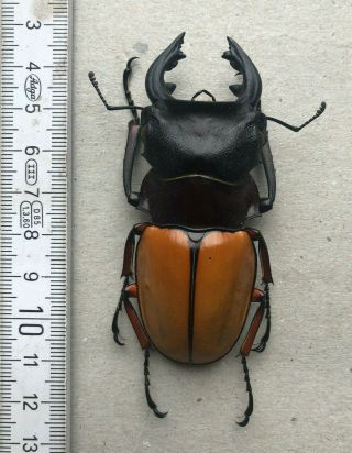 Lucanidae,  Odontolabis Femoralis Femoralis,  W.  - Malaysia,  Giant,  78,  Mm