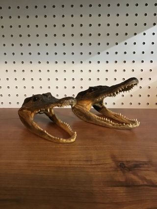 5 1/2 " Alligator Head Skull Taxidermy Real Teeth Jaw Reptile Swamp Gator