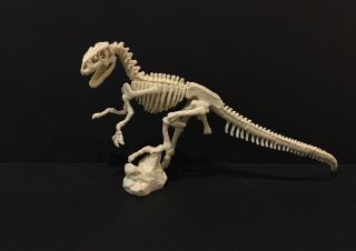 Epoch Kaiyodo Museum Allosaurus Skeleton Dinosaur Figure Model 20 Cm