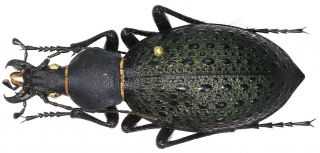 13.  Carabidae - Carabus (coptolabrus) Formosus Ssp.  Sunpanensis.  Female