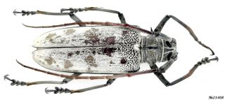 Coleoptera Cerambycidae Batocera Tigris Indonesia Sumatra 66mm