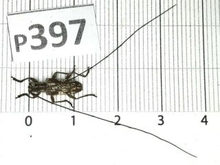 P397 Cerambycidae Lucanus Insect Beetle Coleoptera Vietnam