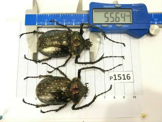 P1516 Cerambycidae Lucanus Insect Beetle Coleoptera Vietnam