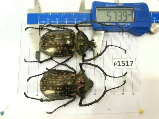 P1517 Cerambycidae Lucanus Insect Beetle Coleoptera Vietnam