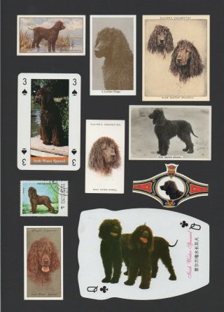 Irish Water Spaniel Mounted Set Of Vintage Dog Collectible Cards And Bands