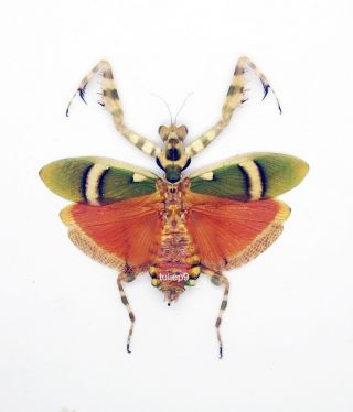 Mantidae - Mantis - Theoprobus Elegans (f) - Tapah Hills,  Malaysia - Colourful