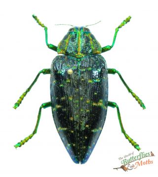 Polybothris Sumptuosa Set X1 A - Green Jewel Beetle Madagascar Buprestidae J01