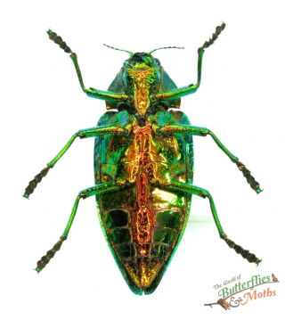Polybothris Sumptuosa SET x1 A - Green Jewel Beetle Madagascar Buprestidae J01 2