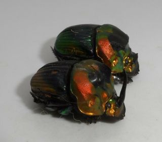 Scarabaeidae,  Sulcophanaeus Imperator Imperator Pair