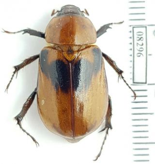 Scarabaeidae,  Dynastinae Ancognatha Sellata Honduras