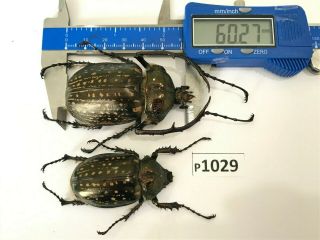 P1029 Cerambycidae Lucanus Insect Beetle Coleoptera Vietnam