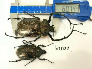 P1027 Cerambycidae Lucanus Insect Beetle Coleoptera Vietnam