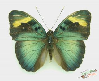 Blue Forester Butterfly Euphaedra Medon Set X1 A - Togo J01