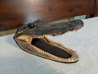 8 1/2 " Alligator Head Skull Taxidermy Real Teeth Jaw Reptile Swamp Gator