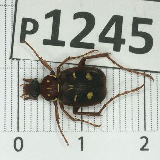 P1245 Cerambycidae Lucanus Insect Beetle Coleoptera Vietnam