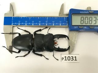 P1031 Cerambycidae Lucanus Insect Beetle Coleoptera Vietnam
