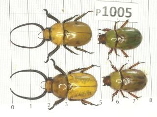 P1005 Cerambycidae Lucanus Insect Beetle Coleoptera Vietnam