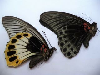 Unmounted Butterflies Papilio Memnon,  1 Pair.  Bali