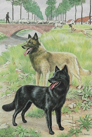 Belgian Malinois / Shepherd - Vintage Color Dog Art Print - Matted
