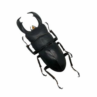 Black Giant Stag Beetle (dorcus Titanus Typhon) Insect Collector Specimen Art