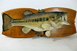 20 Inch Large Mouth Bass Fish Full Body Skin Mount Taxidermy Cabin Vintage 1987