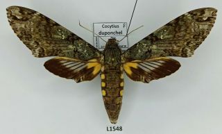 Sphingidae,  Cocytius Duponchel,  Female,  A1 -,  Peru
