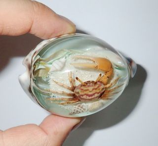 Reddish Fiddler Crab Ocean Scenery Lucite Tiger Cowrie Shell Magnet Clear Green