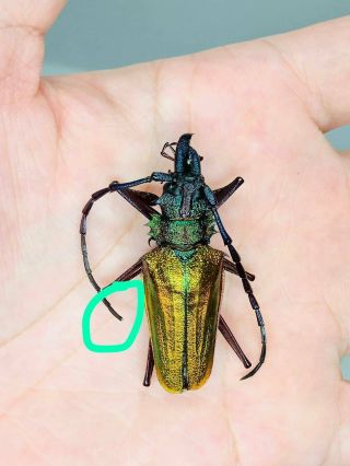 Psalidognathus Superbus From Peru 45.  5mm Cerambycidae