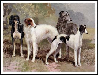 Saluki Borzoi Irish Wolfhound Greyhound The Sight Hound Group Dog Print Poster