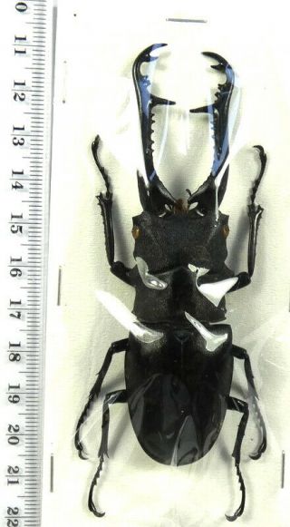 Beetles,  (s32),  Lucanidae,  Prosopocoilus Giraffa Keisukei,  Flores
