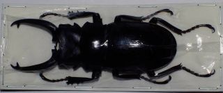 Odontolabis Dalmanni Celebensis Male 85mm (lucanidae)