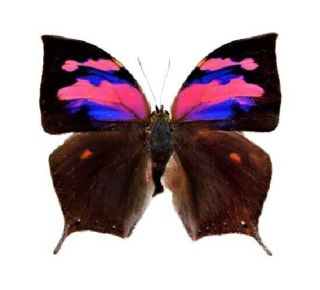 Anaea Nessus One Real Butterfly Pink Purple Peru Unmounted Wings Closed