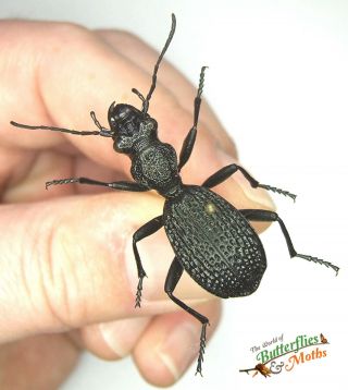 Carabidae Species Predator Real Beetle Set X1 A1 - Type 2 Entomology Specimen.