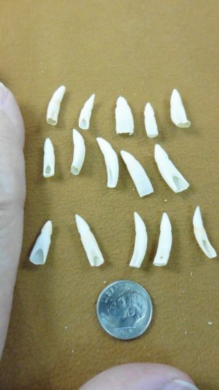(g370 - 309) 15 Gator Tiny 5/8 To 7/8 " Alligator Tooth Teeth Make Jewelry Bracelet