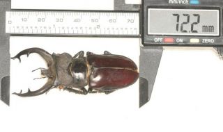 Lucanidae Lucanus Fryi 72.  2mm Tibet