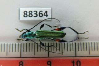 88364 Cerambycidae Sp.  Vietnam.  Vinh Phuc