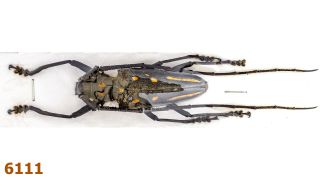Cerambycidae: Batocera Rosenbergi Sumbawana A -,  56 Mm,  1 Pc
