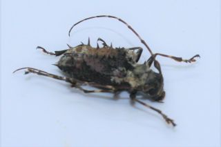 Cerambycidae,  Polyrrhaphis Spinosa