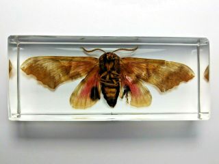 Poplar Sphinx Pachysphinx Occidentalis.  Real Moth Embedded In Casting Resin.
