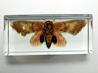 Poplar Sphinx Pachysphinx Occidentalis.  Real Moth Immortalized In Clear Resin.