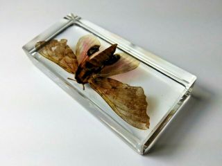 POPLAR SPHINX PACHYSPHINX OCCIDENTALIS.  Real moth immortalized in clear resin. 2