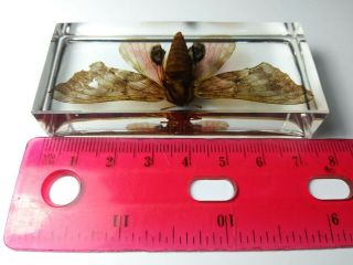 POPLAR SPHINX PACHYSPHINX OCCIDENTALIS.  Real moth immortalized in clear resin. 3