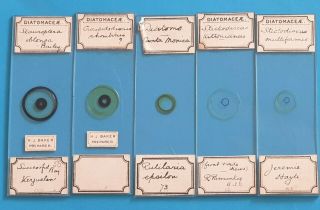 A Fine Set Of 5 Antique Diatom Microscope Slides Single Species.  By H.  J.  Baker.