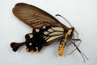 Atrophaneura Coon Folded Butterfly Taxidermy Real Unmounted A -
