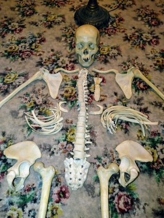 Real Human Anatomical Skeleton Model Retired From A Medical College