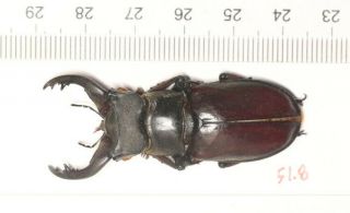 Lucanidae Lucanus Langi 51.  8mm Tibet