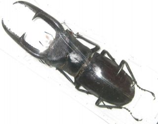 Lucanidae Hexarthrius Mandibularis Sumatranus Male A1 97mm (indonesia)