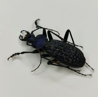 Carabidae,  Carabus Sp,  Apotomopterus,  Rare,  33mm,  Guangxi,  China