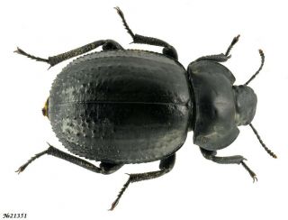 Coleoptera Tenebrionidae Gen.  Sp.  Morocco 21mm